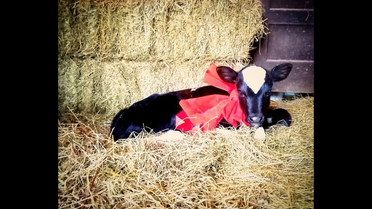 New Calf~ A Christmas Surprise!
