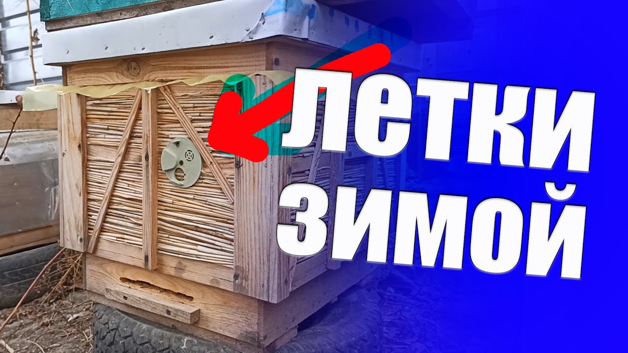 Какие летки открывать или закрывать в ульях зимой? Как зимовать без сырости в улье
