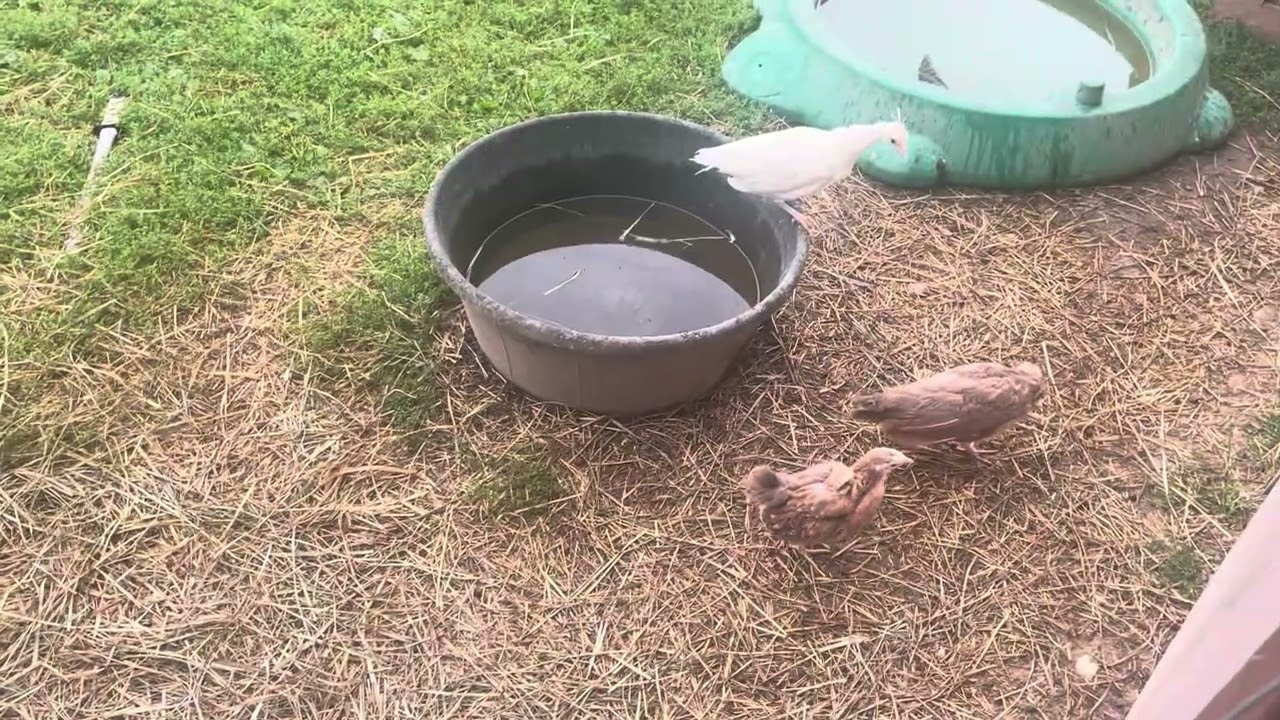 Chores and puppies 9-13-25