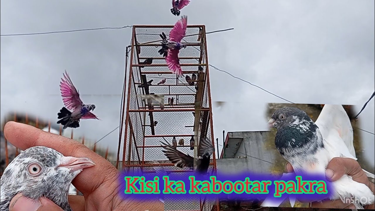Kisi ka kabootar pakra #kabootar #pigeon 