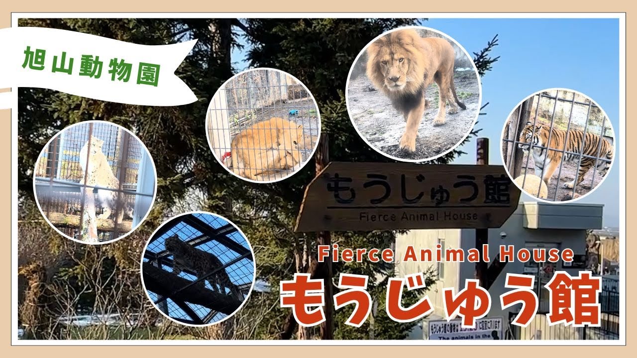 【旭山動物園】もうじゅう館🦁🐯🐆[Asahiyama Zoo]Fierce Animal House