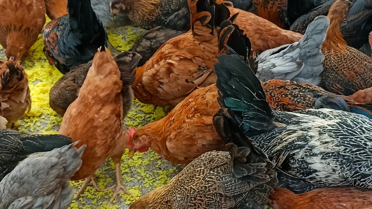 गावरान कोंबडी पालन 🐓🐤 | #poultryfarming #viral #gavrankombadi 
