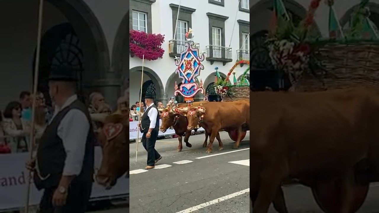 🎥 &ldquo;Azorean Traditions &ndash; Ramo Grande | Festas do Esp&iacute;rito Santo 🇵🇹&rdquo;
