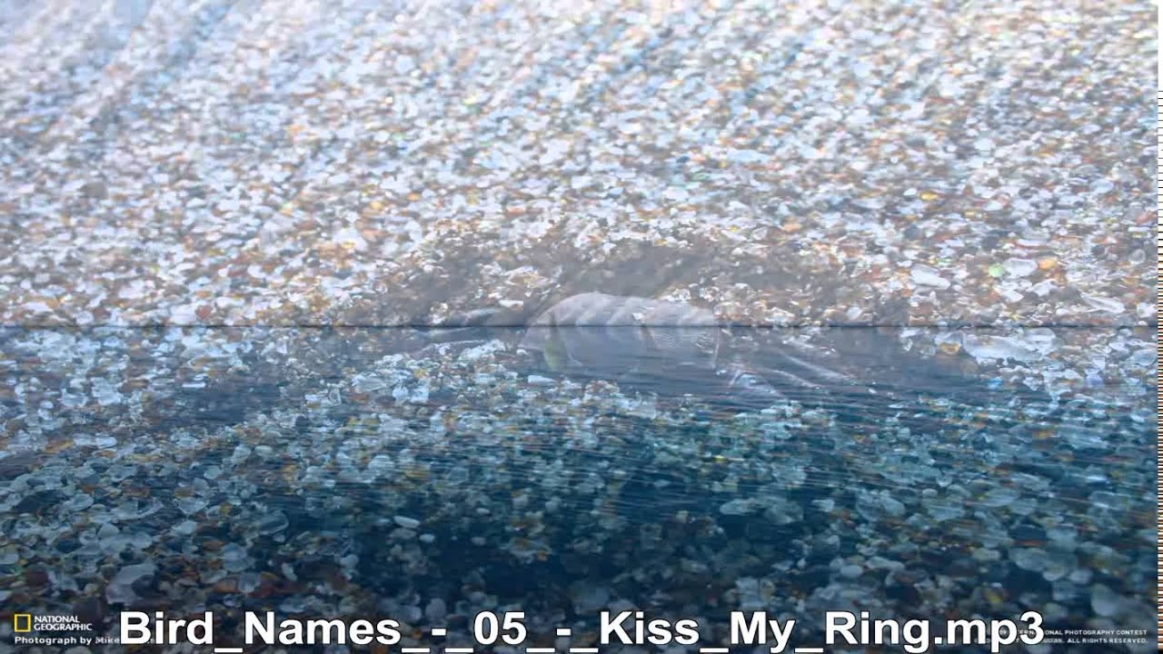 Bird Names     Kiss My Ring