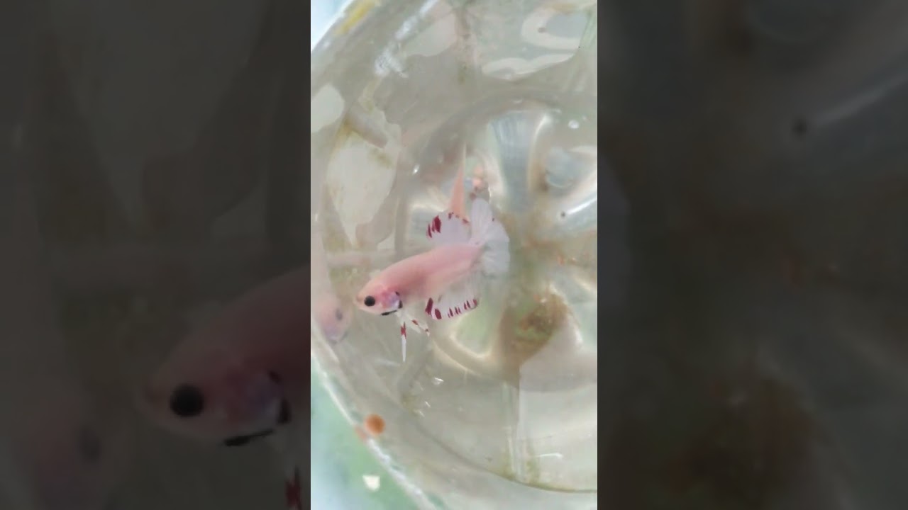 betta albinos