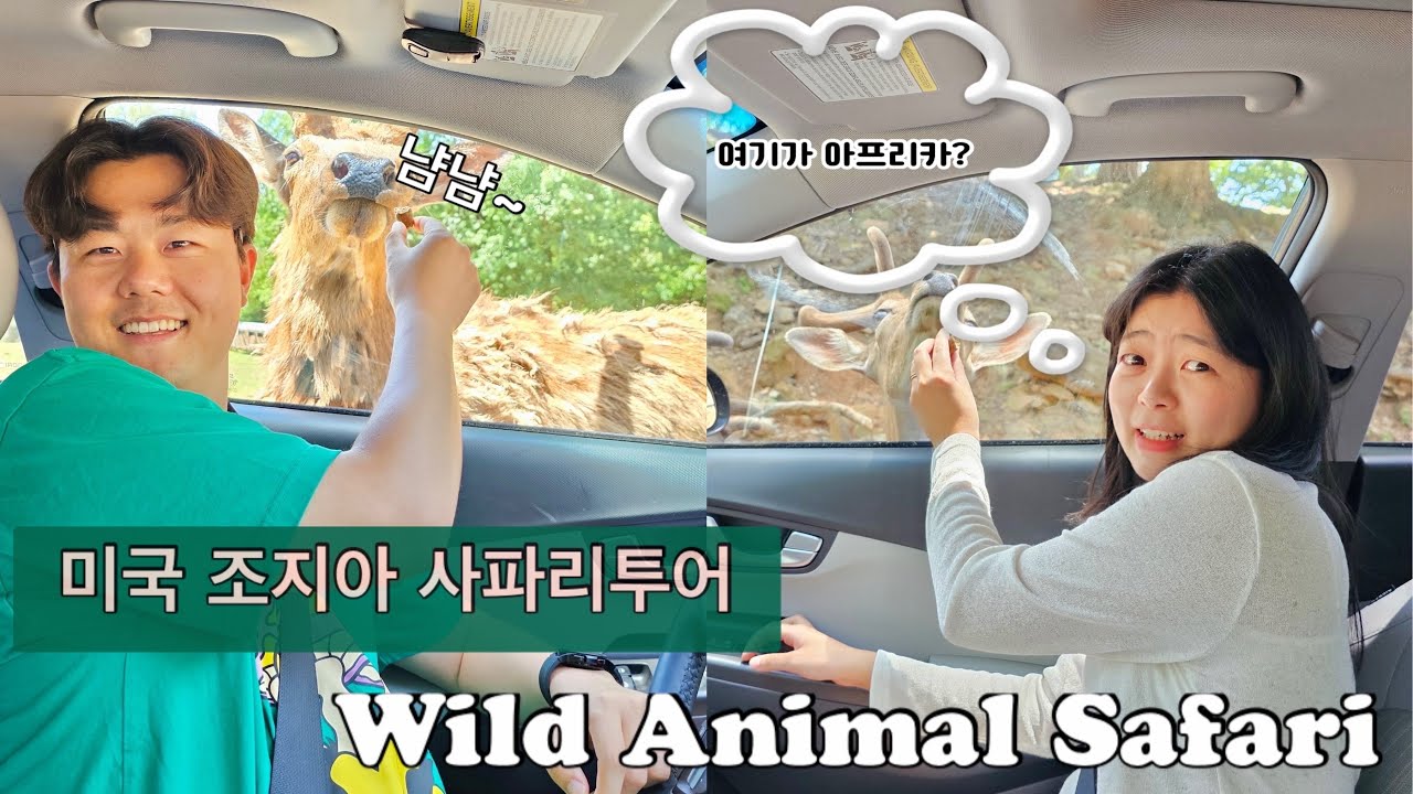 아프리카 안부럽다!! 미국 조지아주 사파리투어🦓🦌🦬 Wild Animal Safari, Tour Korean