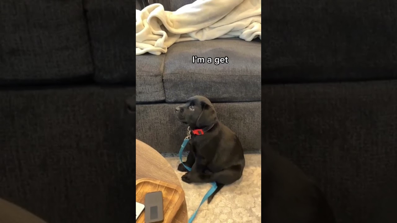 Labrador puppy&rsquo;s first day of bird training! #labrador #puppy #cute #funnyanimals