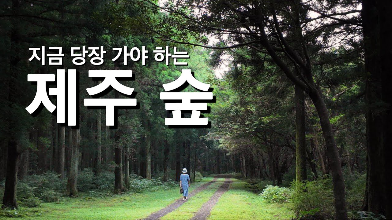 지금 못 가면 내년까지 기다려야 하는 제주도 숲 | 한남시험림 | 사려니오름 | 담소요 | 백한철 꽈배기 | 남원 큰엉