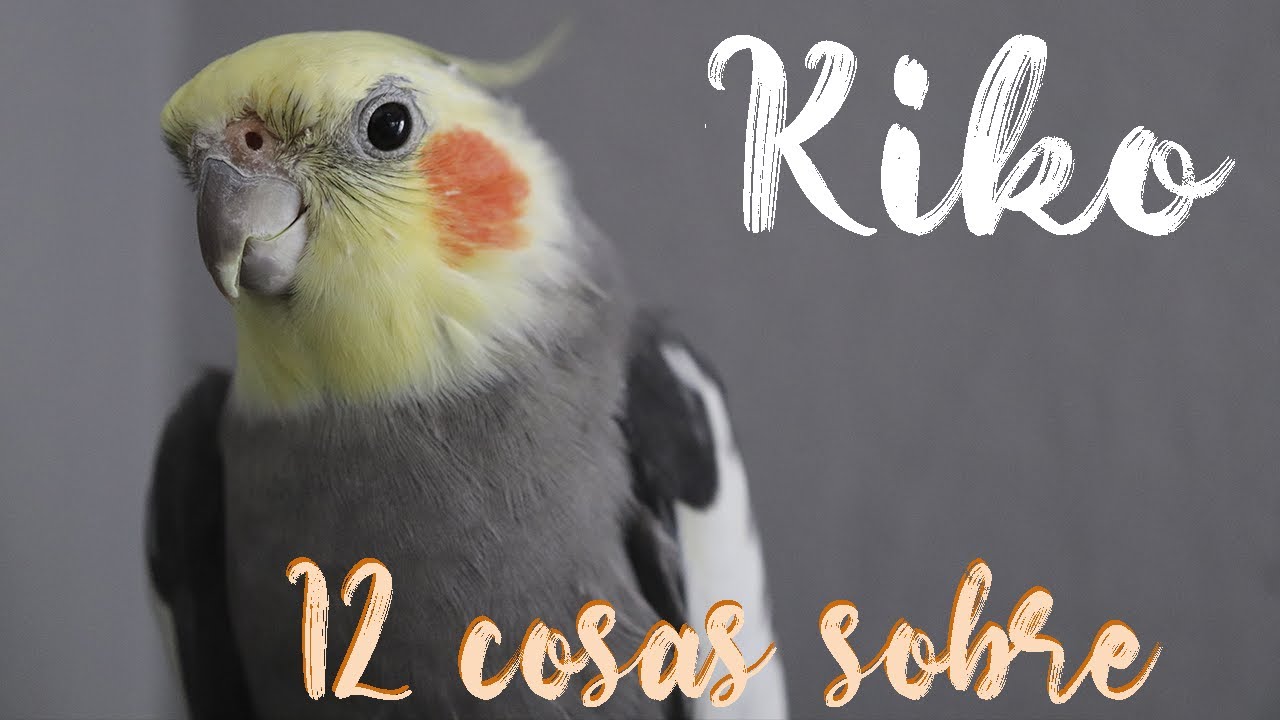 ¡12 cosas sobre KIKO!