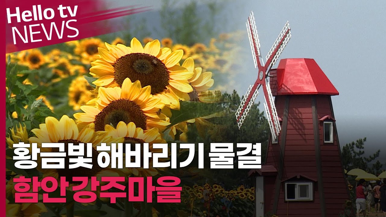 황금빛 해바라기 세상…함안 강주마을