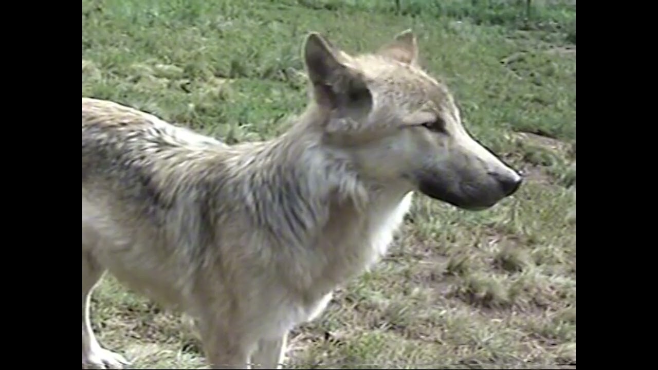 Colorado Wolf & Wildlife Center 2004