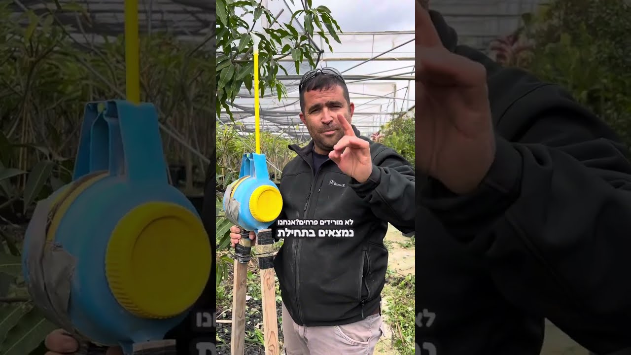יש לכם עץ מנגו? רוצים לאכול בקיץ מלא מנגו? גיפור זאת השיטה להצליח להוציא מהעץ שלכם יותר מנגו!