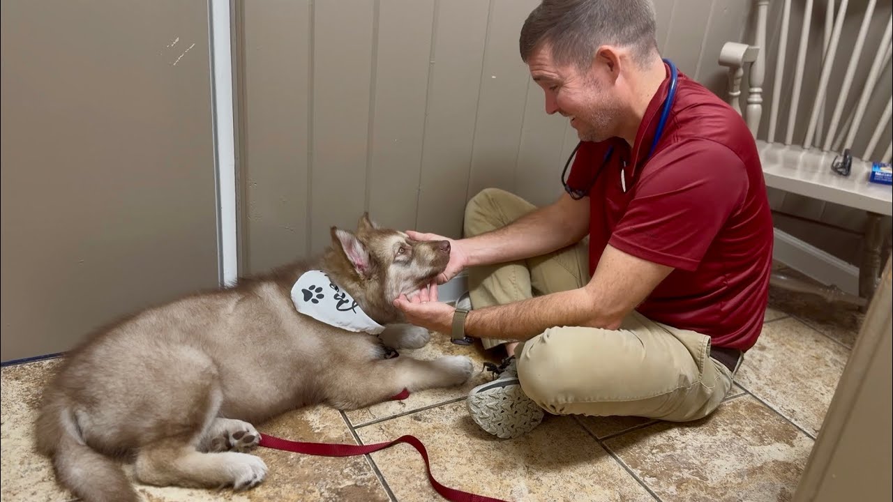 Zeus Meets Doctor Josh and Gets his second set of shots
