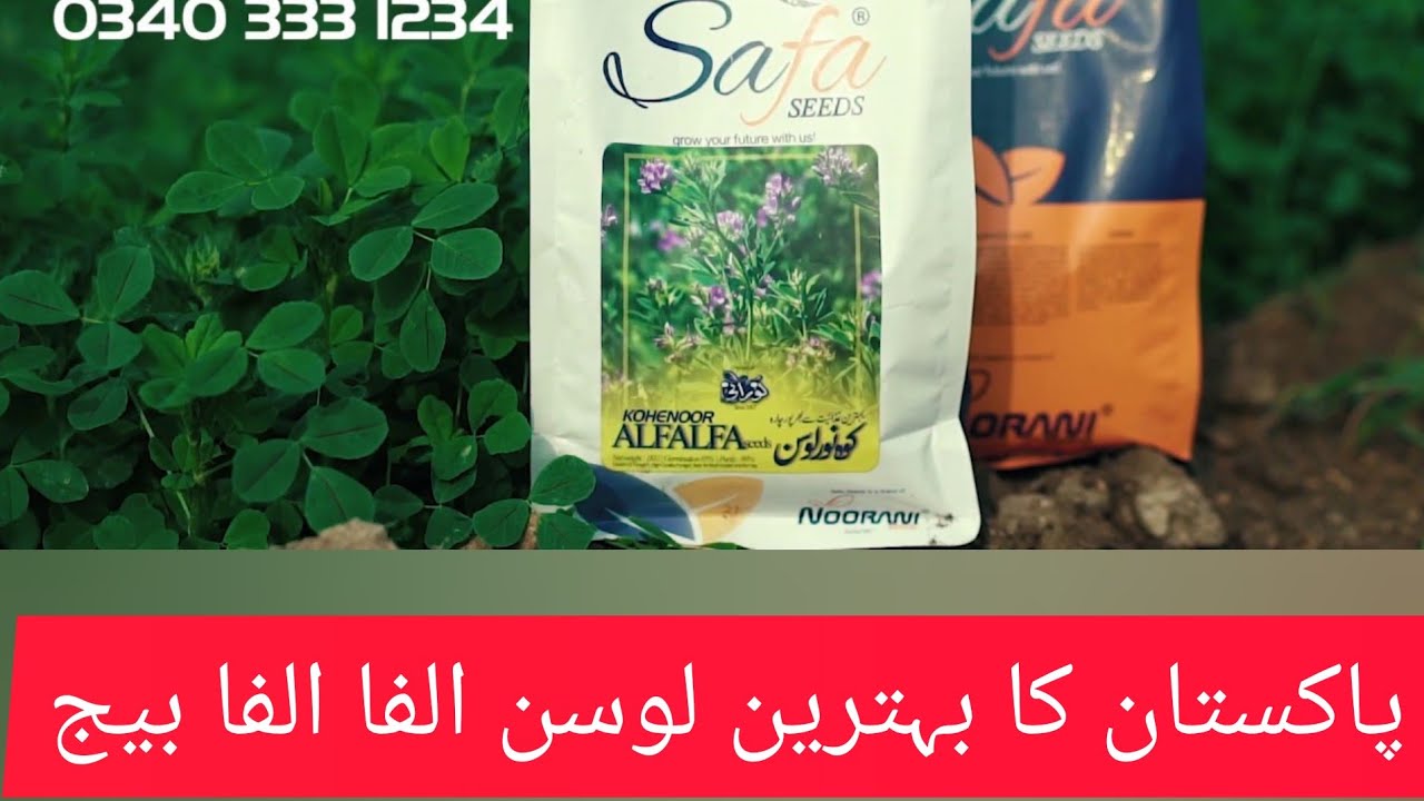 کوہ نور لوسن - خالص لوسن - جڑی بوٹیوں نہیں صرف لوسن  Alfalfa Seeds farmer  Sindh progressive farmer