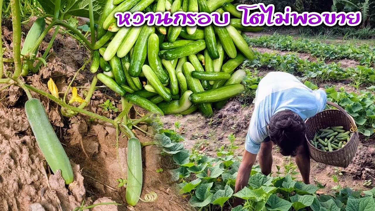แตงกวาโตไม่ทันขาย!! ลูกค้าจองทุกวัน ปลูกแตงกวาสร้างรายได้ by ครัวบ้านผม