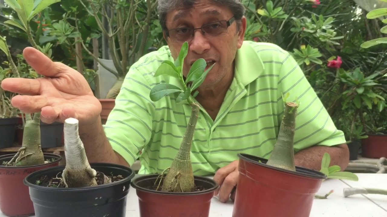 PODA 100% EFECTIVA PARA DEJAR MAS FRONDOSA LA PLANTA DE ADENIUM(ROSA DEL DECIERTO)/EL ABUELO GINO