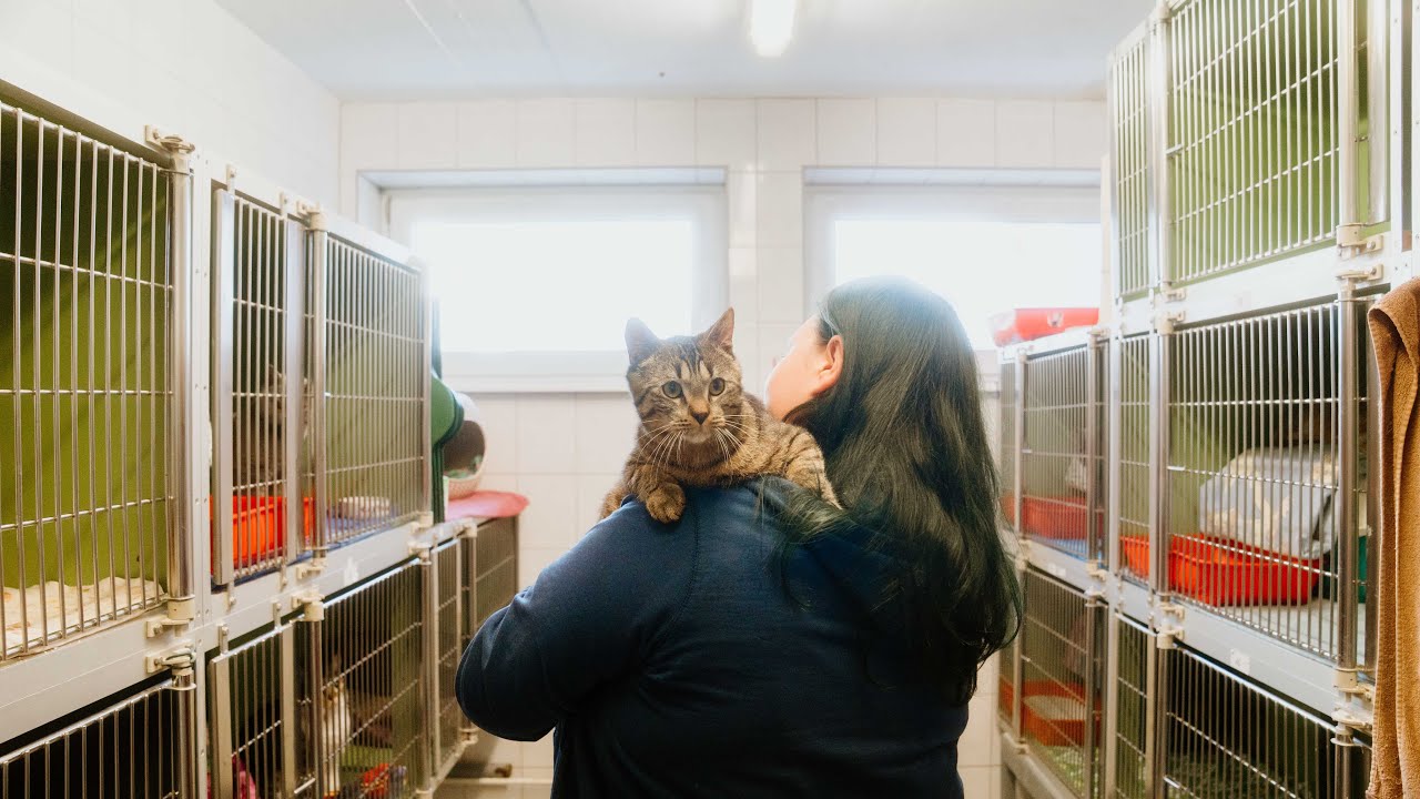 #25 Neue Einblicke in die Katzenquarantäne im Tierheim Frankfurt