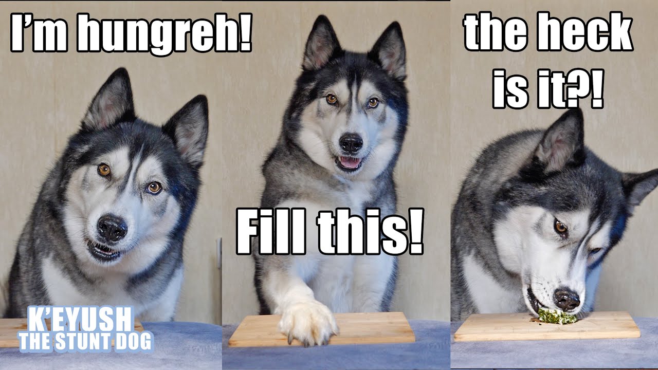 Husky Denies Eating All The Food! He Reviews Sushi