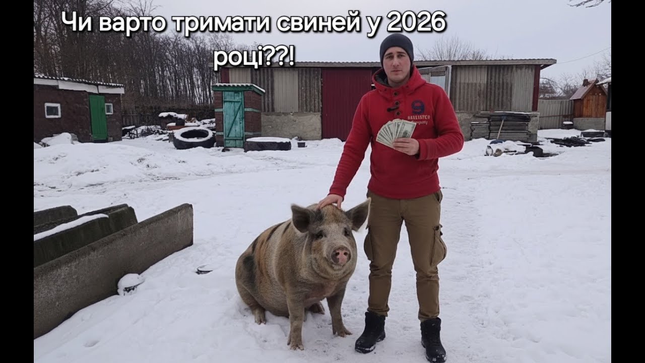 🆘ШОКУЮЧІ ЦІНИ НА ЖИВУ ВАГУ СВИНЕЙ‼️ ЦІНИ НА ЗЕРНО ПІШЛИ ВГОРУ⁉️ ЧИ ВАРТО ТРИМАТИ СВИНЕЙ У 2026 РОЦІ.