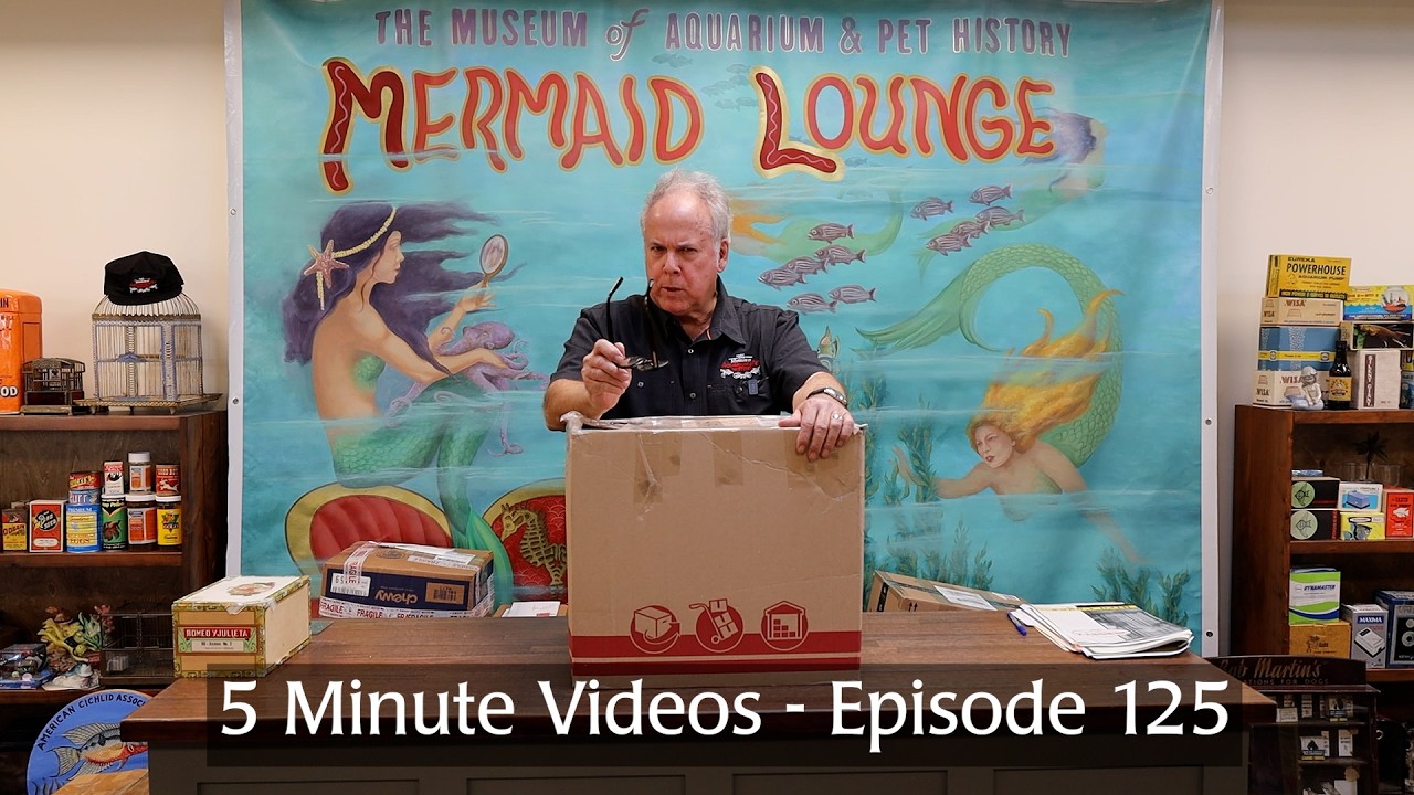 5 Minute Videos - Episode 125