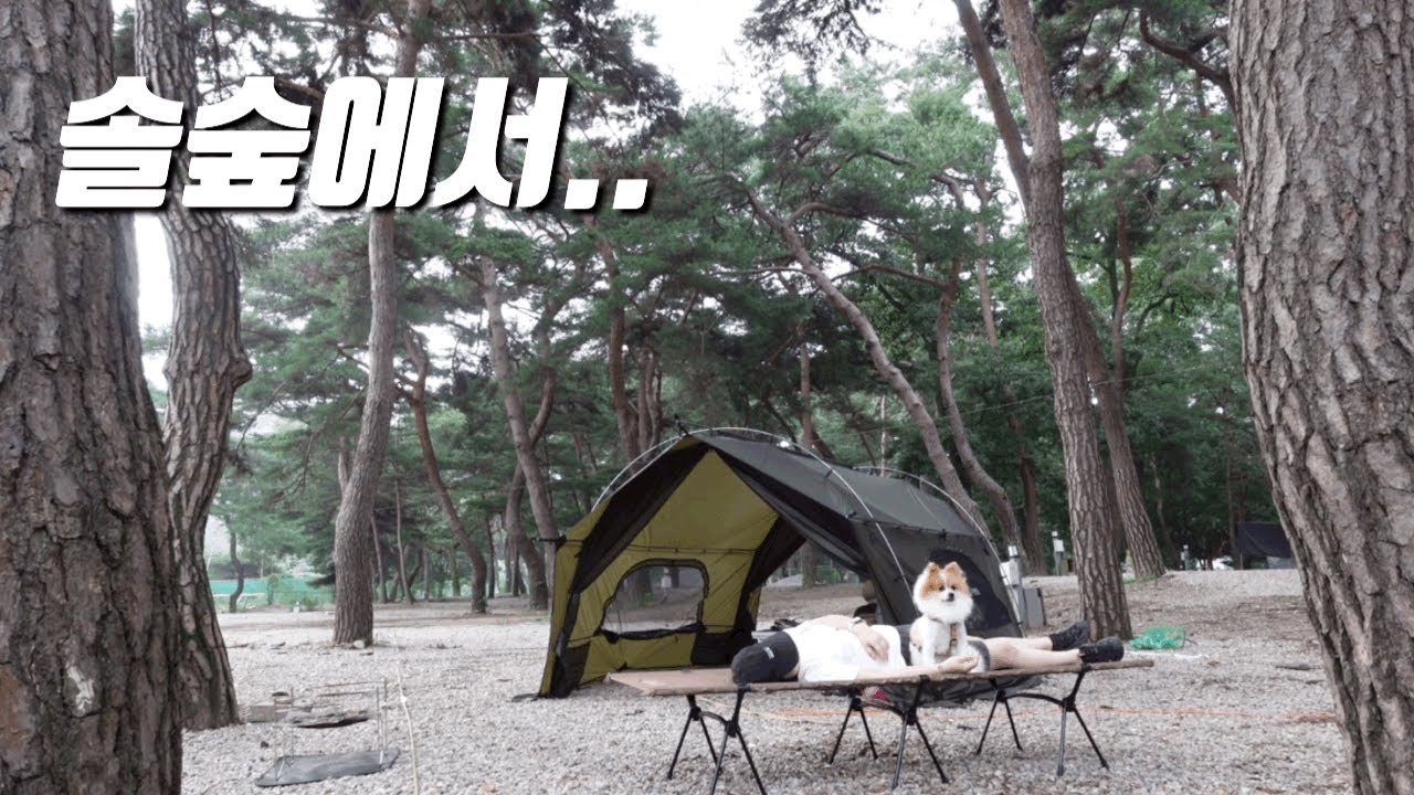 솔로캠핑 | 반려견동반 캠핑 | 솔숲이 멋진곳 | 후평숲 캠핑장 | 더캠퍼 펠타베스티블L | 캠핑 브이로그 | camping