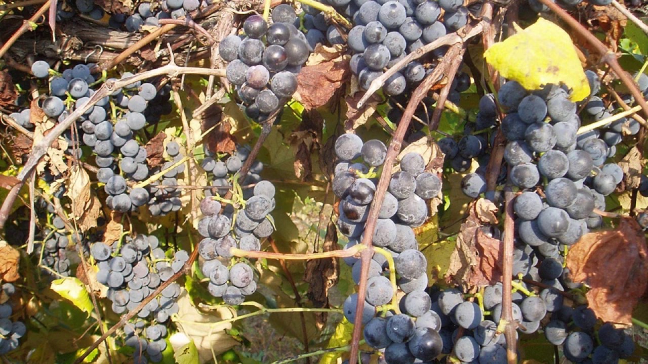 Pruning Grapevines When They Are Approaching Full Size - Grape Video #27