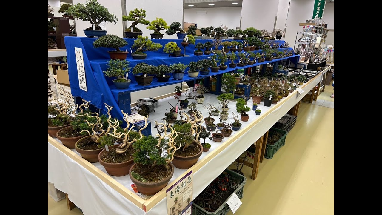 【４ＫBonsai】第49回 雅風展 小品盆栽フェ がふうてん Kyoto Exhibition World Small Bonsai Gafuten ミニ盆栽 Mini bonsai Part1