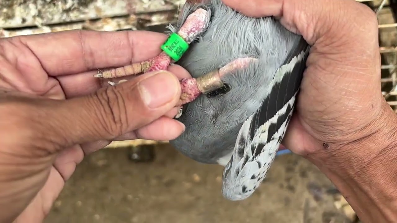MERON NA NAMANG MGA BAGO | UPDATED AVAILABLE TAIWAN BIRDS.