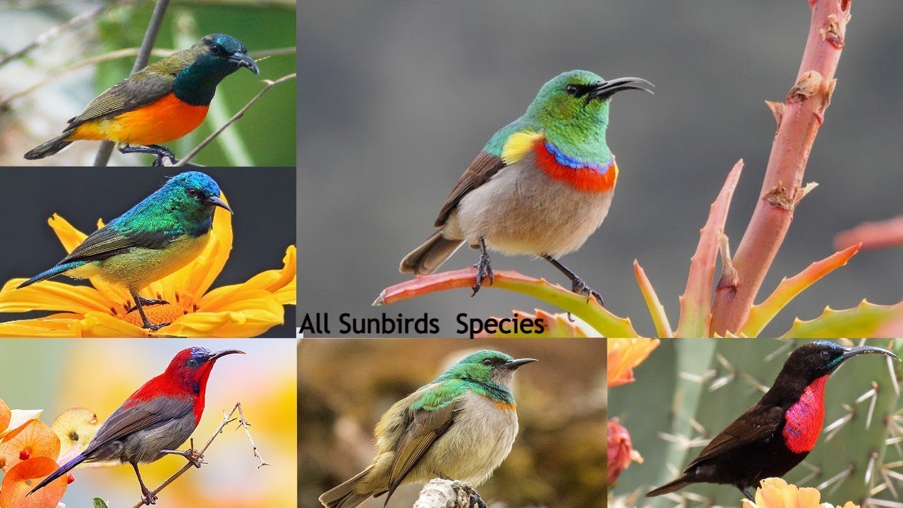 All Sunbird Species / Types of Sunbird / sunbird / Spiderhunters
