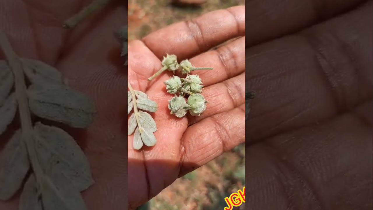 ಕಿಡ್ನಿ ಸ್ಟೋನ್ ನಿವಾರಣೆಗೆ ಮನೆಮದ್ದು ತಿಳಿದುಕೊಳ್ಳಿ. 