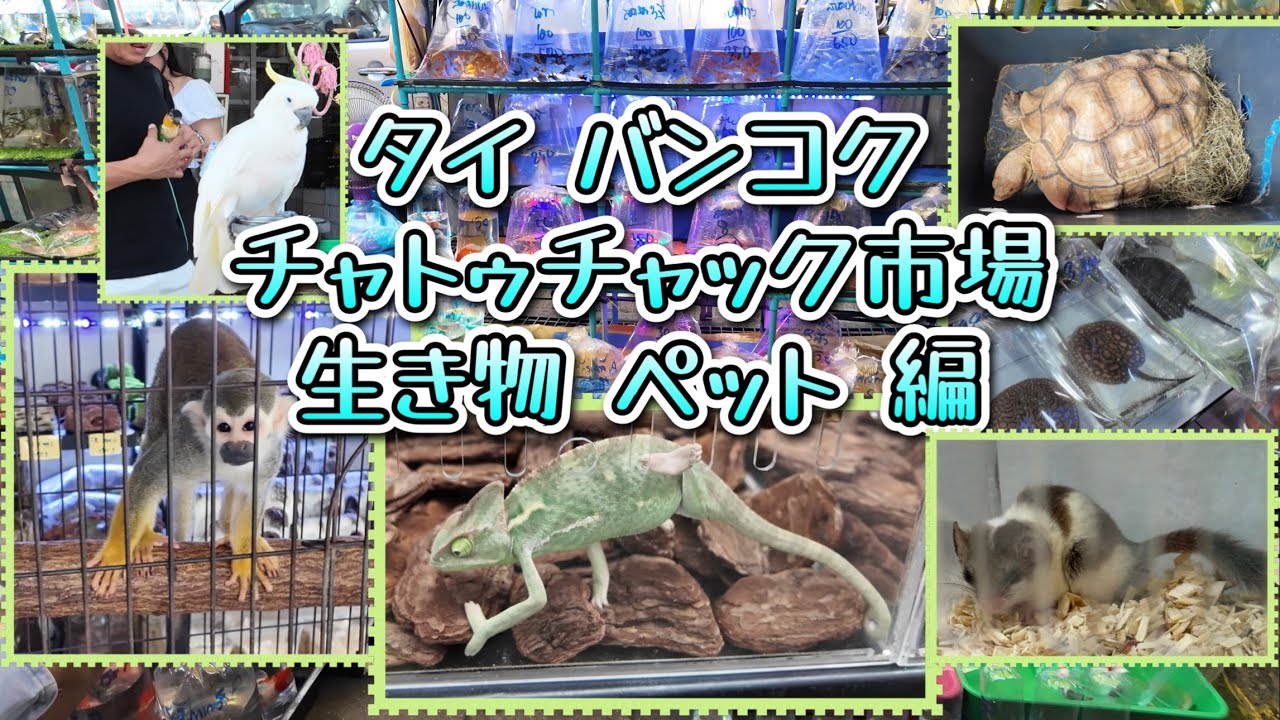 タイ バンコク チャトゥチャック市場 生き物 ペット ゾーン編 母と息子２人旅