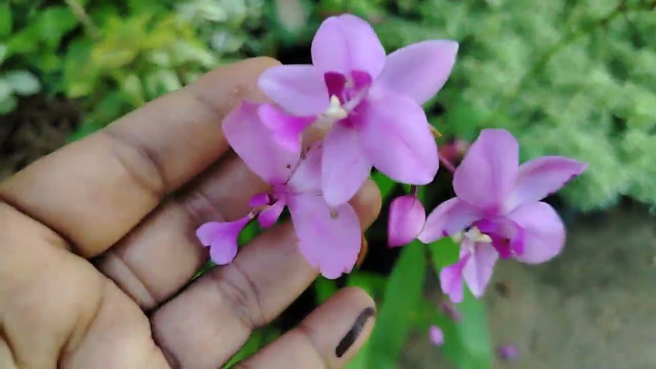 2025.10.30 අදත් පැල Rs 40 සිට 🌹0786094585 🌹 whatsapp massage පමනක්ම යොමු කරන්න ❤️ දුරකථන ඇමතුම් එපා