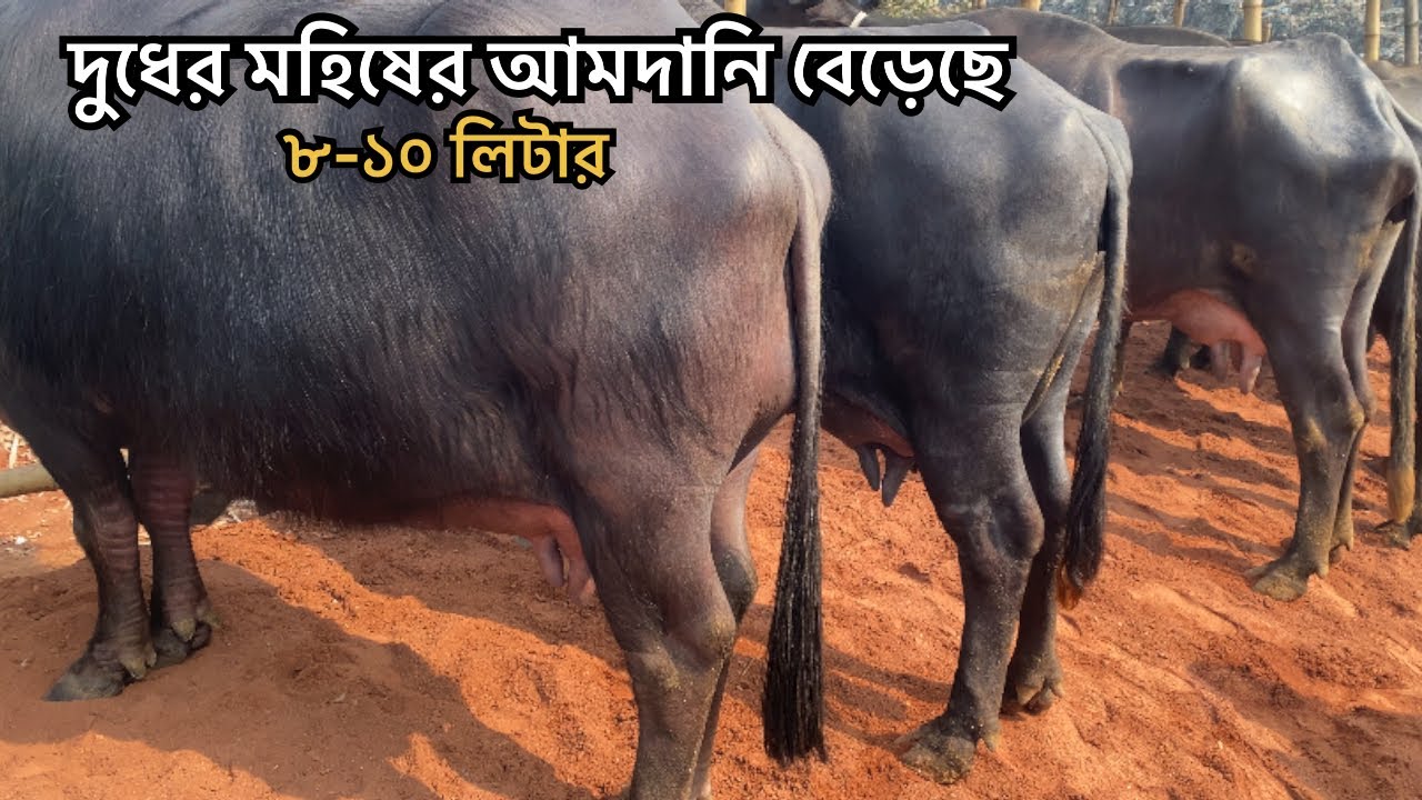 বাচ্চা সহ গাভি মহিষের বাড়তি আমদানি | সিটি হাট রাজশাহী 