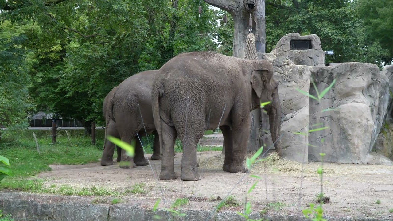 08 09 2024 Zoo Karlsruhe Elefantendamen Jenny Saida und Indra