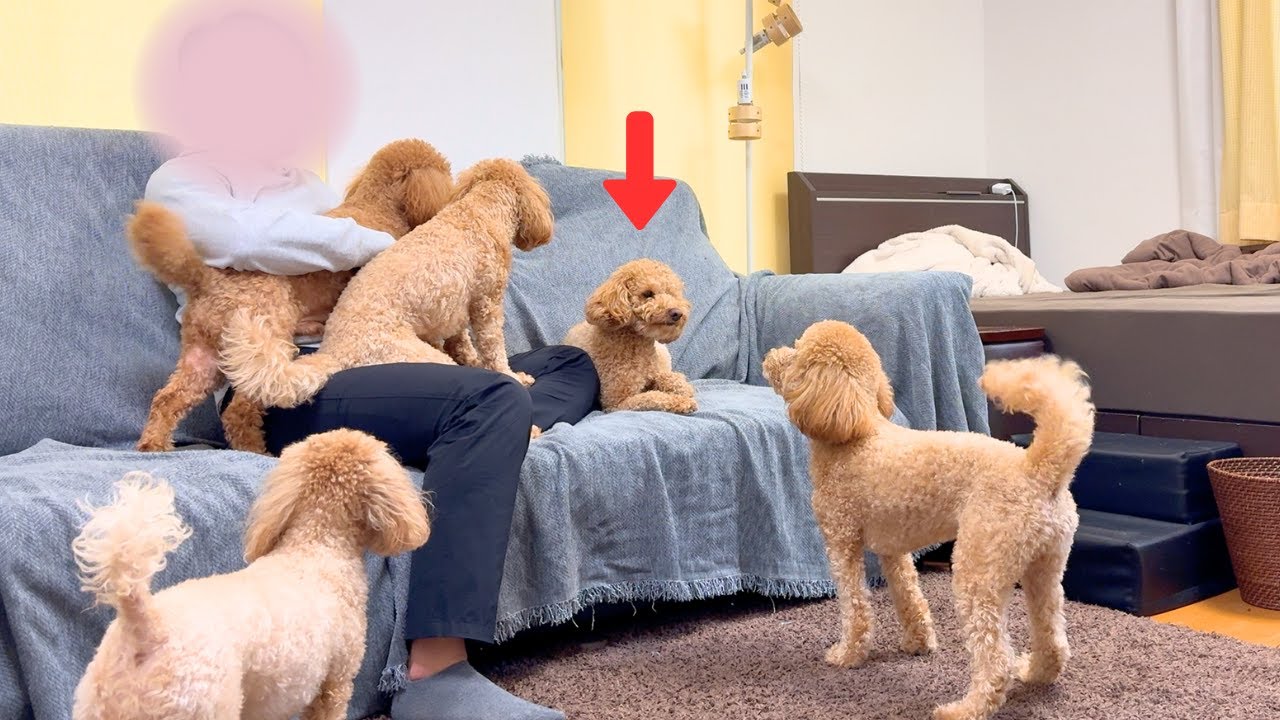 里親に行ったクッキーが1日だけ帰ってきました【多頭飼い】