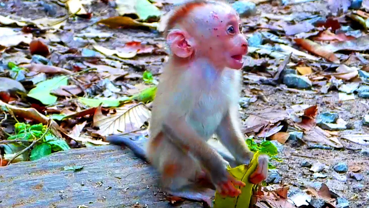 Amazing young monkey LEO talking very nicely and gently to everyone