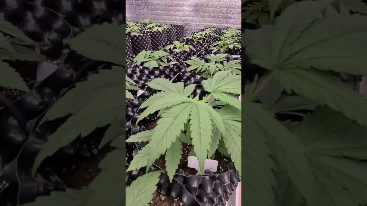 💚 ห้องปลูก กัญชา ฟาร์ม ปลูกกัญชา Urban Grower สายเขียว 420