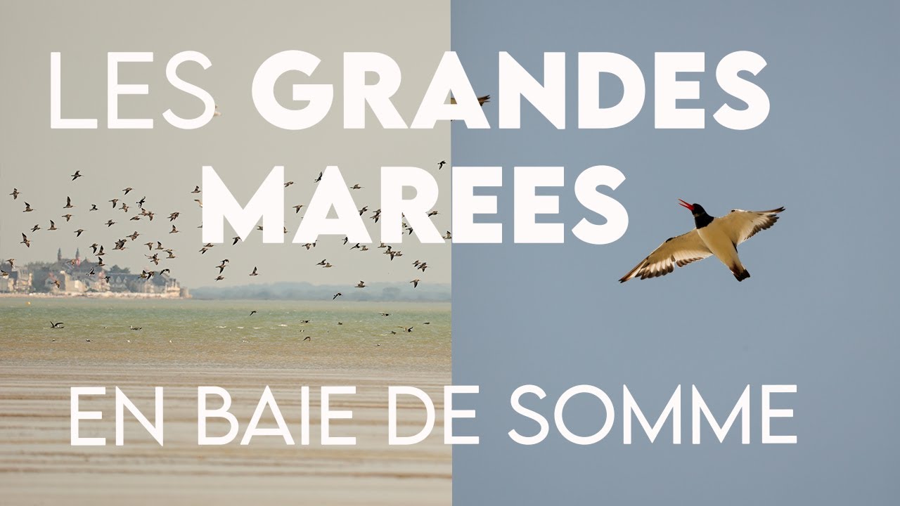 Les GRANDES MAREES en baie de Somme  #sea #baiedesomme #hautsdefrance