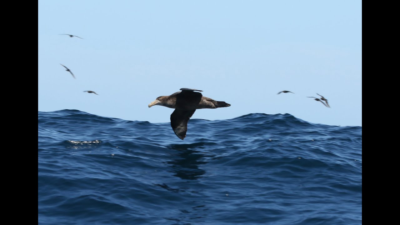 South Africa pelagic trip, off Cape Town