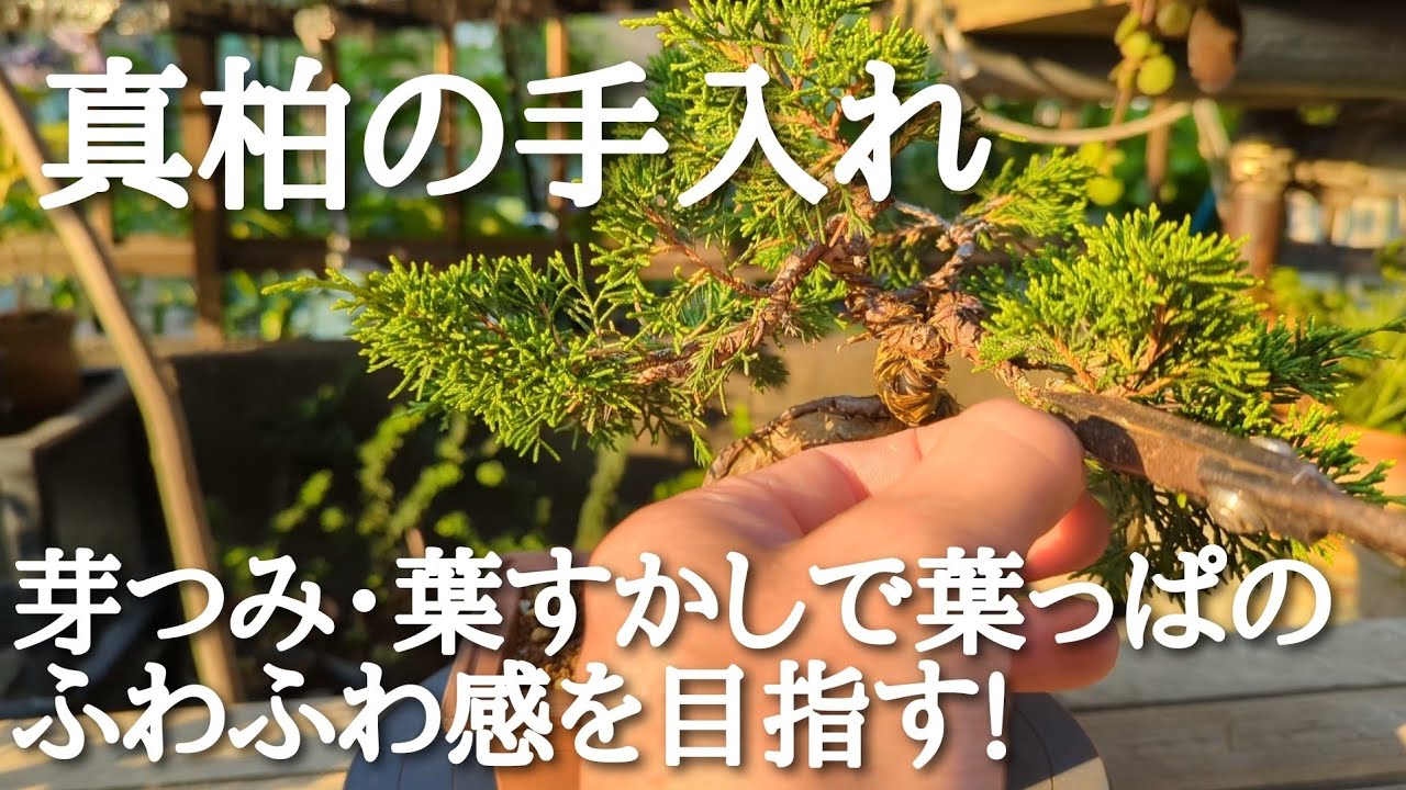 真柏の手入れ芽つみ葉すかしで葉っぱのふわふわ感を目指す!