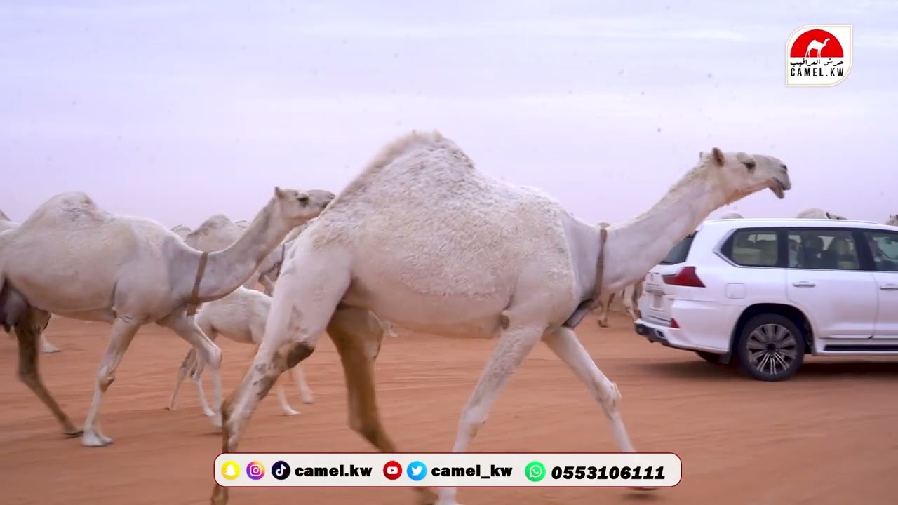 مسيرة سمير زهيان الضباطي بمناسبة مهرجان الملك عبدالعزيز النسخه 9
