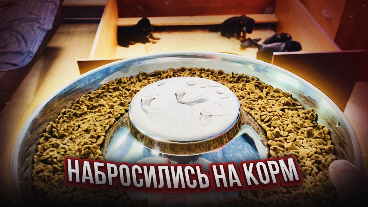 ЩЕНКИ КУШАЮТ САМИ