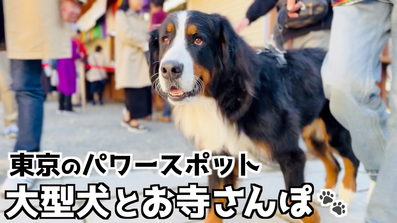 大型犬とお寺さんぽ🐾 お参りと参道グルメが楽しめる深大寺