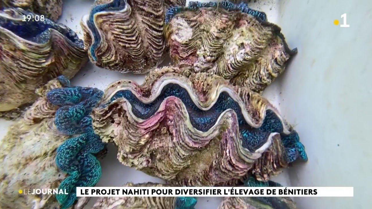 La ferme de b&eacute;nitiers de Faratea pourrait bien faire des petits
