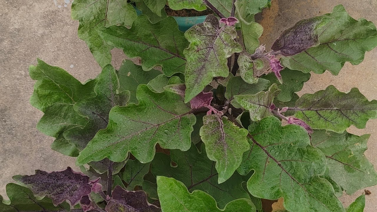 Fun Food and Gardening  is live