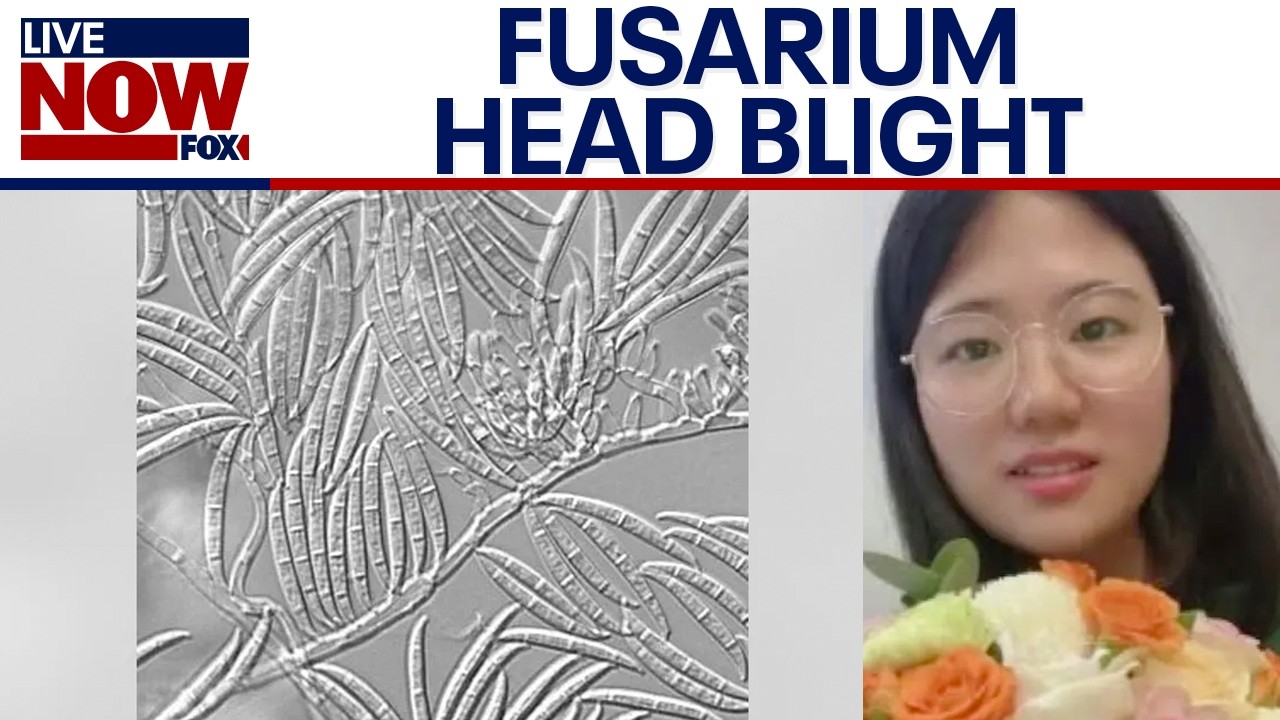 Agroterrorism: Chinese nationals charged after smuggling 'dangerous pathogen' into US