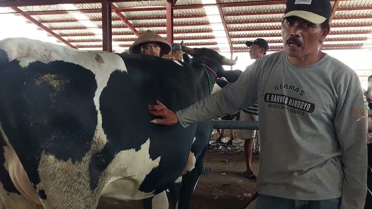 Rilis Harga Pasar‼️ Sapi FH Dara Bunting Dan Siap Perah | Pasar Sapi Jelok Boyolali