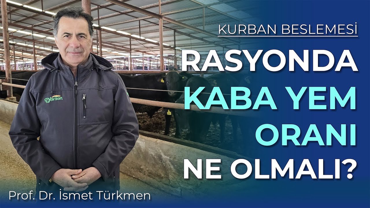 Besi Hayvanlarında Rasyonun Kaba Yem Oranı Ne Olmalı?