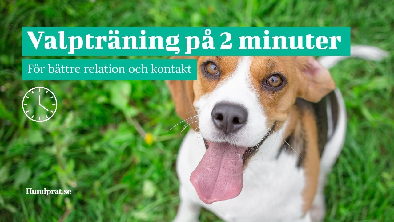 Valpträning på 2 minuter - För bättre relation och kontakt