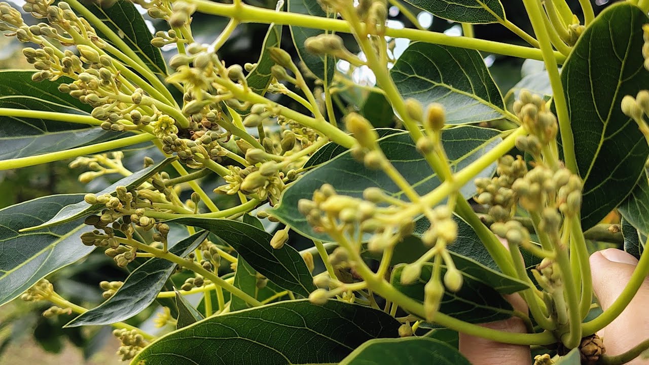 lo que realmente necesita tu AGUACATE en FLORACIÓN 🤠🤝